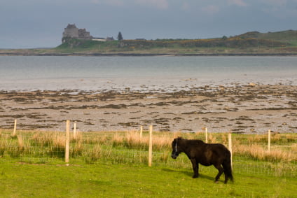 A kelpie yesterday on the Isle of Mull