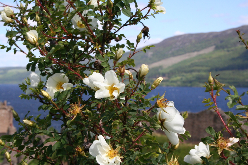 The Little White Rose - Scottish Highland Trails