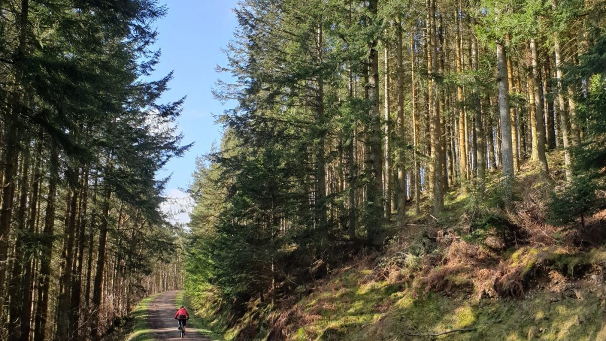 A Walk In Cademuir Forest